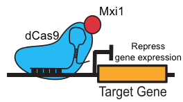 dCas9-Mxi1 represses target gene expression