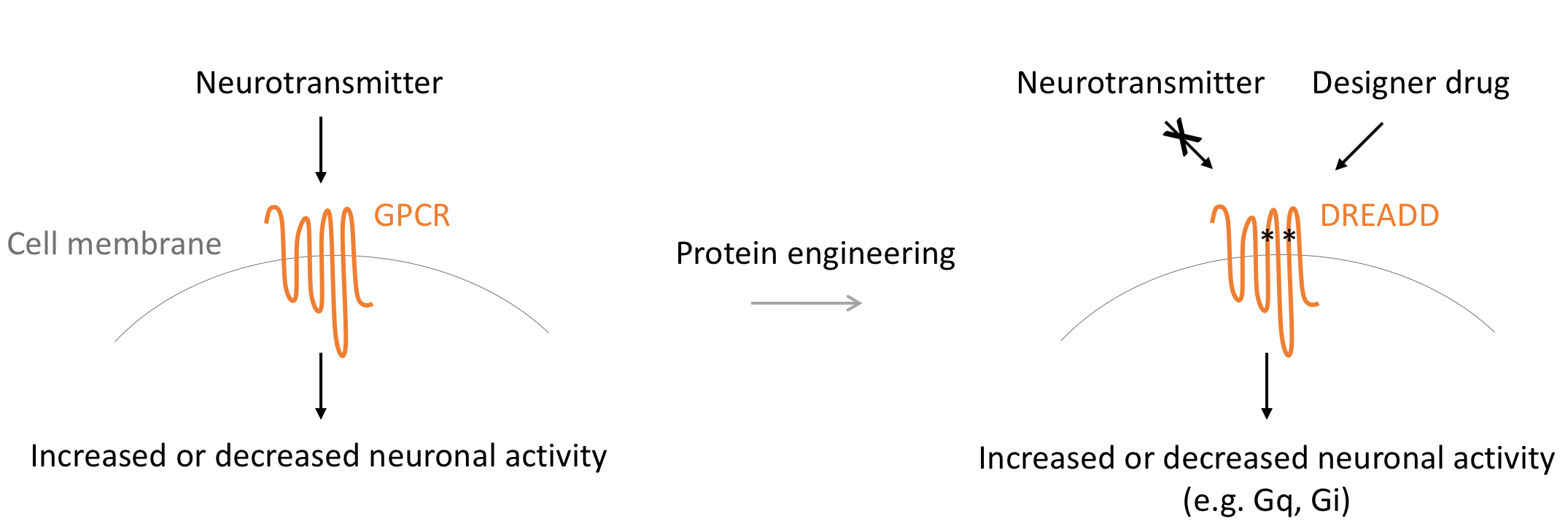 Mechanism of DREADDs