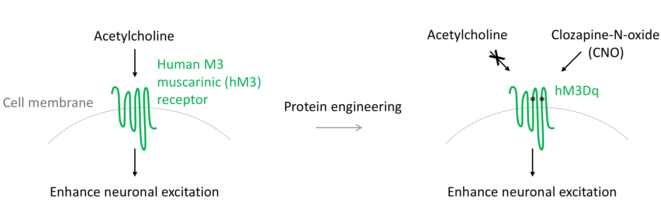 Mechanism of hM3Dq