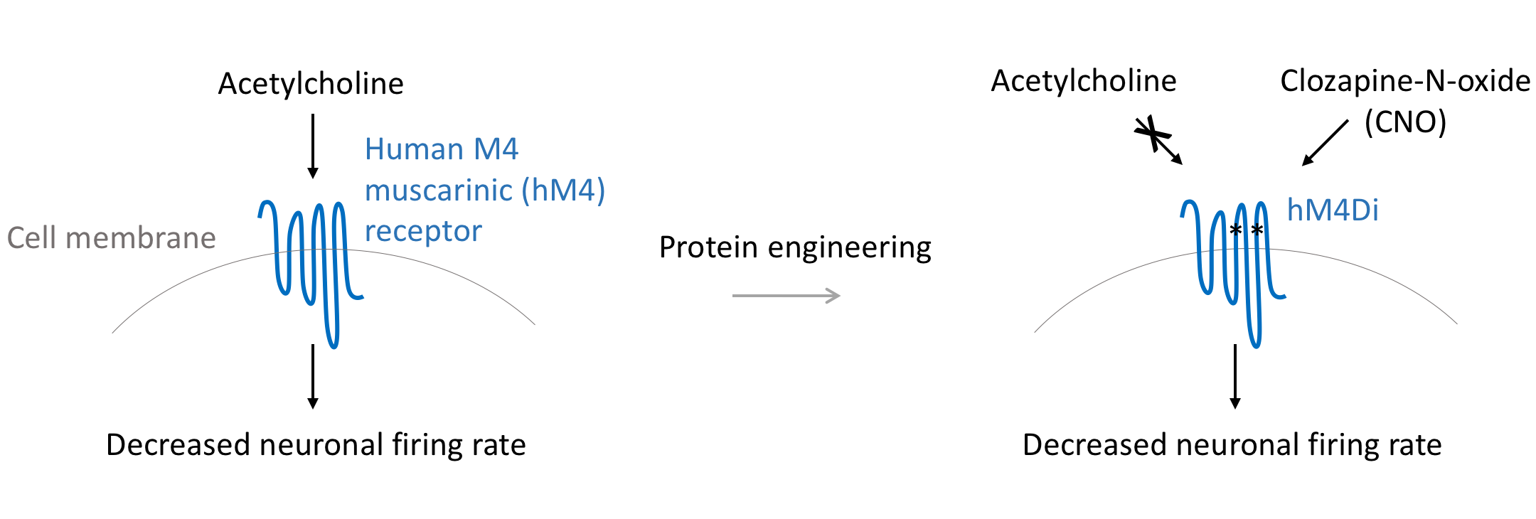 Mechanism of hM4Di